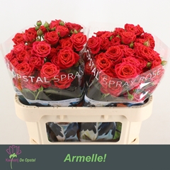 Rosa Spray Armelle! 70cm 6+