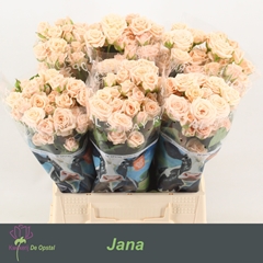 Rosa Spray Jana 45cm 2+