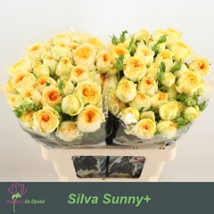 Rosa Spray Silva Sunny+ 60cm 4+
