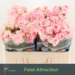 Rosa Spray Rosa Loves Me With Fatal Attraction 50cm 3+
