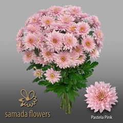 Chrysanth Spray Pastela Pink 70cm 95gr.