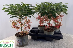 Ardisia Crenata 14Ø 40cm
