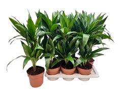 Dracaena Janet Craig 17Ø 70cm