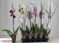 Phalaenopsis Mix 12Ø 75cm 1st