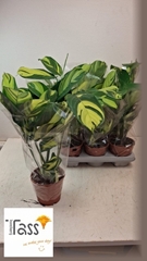 Ctenanthe Golden Mosaic 14Ø 35cm