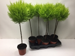 Cupressus Goldcrest Shapes 14Ø 60cm
