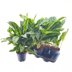 Aglaonema Mix 17Ø 55cm