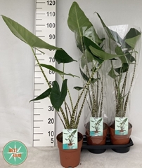 Alocasia Zebrina 19Ø 95cm