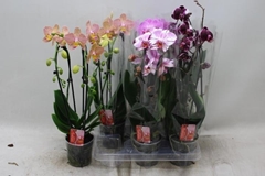 Phalaenopsis Cascade 12Ø 45cm 2st
