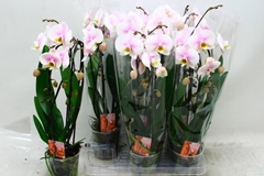 Phalaenopsis Cascade 12Ø 45cm 2st