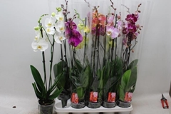 Phalaenopsis Mix 7 Colours 12Ø 75cm 2st