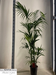 Howea Forsteriana 24Ø 200cm