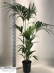 Howea Forsteriana 24Ø 170cm