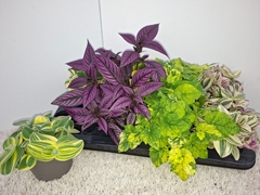 Houseplants Mix 12Ø 30cm