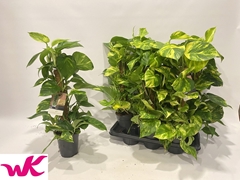 Epipremnum Moss Stick 15Ø 60cm