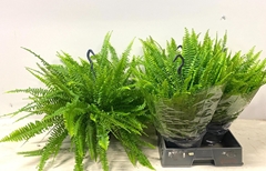 Nephrolepis Green Lady 21Ø 60cm