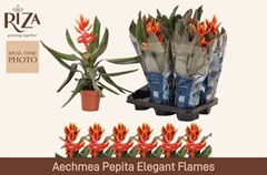 Aechmea Pepita Elegant Flames 12Ø 45cm