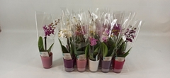 Phalaenopsis Mini 6Ø 20cm 1st