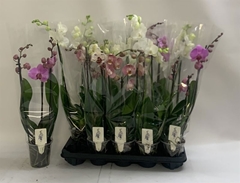 Phalaenopsis Mix 12Ø 60cm 3st