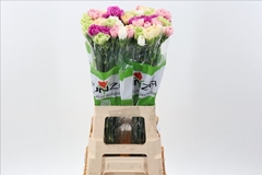 Dianthus Single Mix Rainbow Pastel Per Bunch 10cm