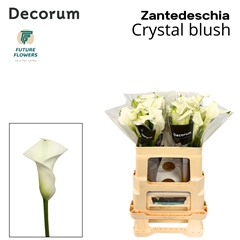 Zantedeschia Crystal Blush 55cm