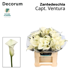 Zantedeschia Captain Ventura 40cm