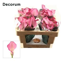 Zantedeschia Zazu 45cm