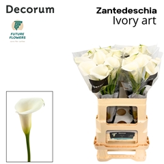 Zantedeschia Ivory Art 60cm