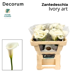Zantedeschia Ivory Art 50cm