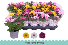 Chrysanth Mount Aubisque Mix 12Ø 27cm