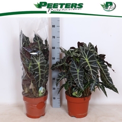 Alocasia X Amazonica 24Ø 65cm