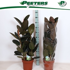 Ficus Abidjan 24Ø 115cm
