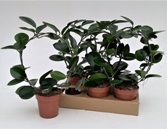 Hoya Australis 12Ø 45cm