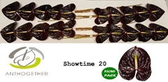 Anthurium Showtime 9cm Hd