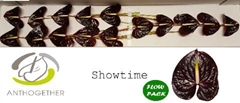 Anthurium Showtime 7cm Hd