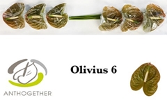 Anthurium Olivius 13cm Hd