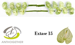 Anthurium Extase 7cm Hd