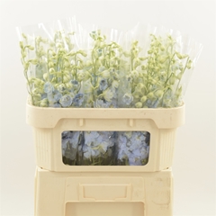 Delphinium Double Dewi Boy 70cm