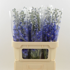 Delphinium Double Dev Navy Blue 70cm