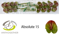 Anthurium Absolute 7cm Hd