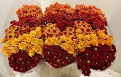 Chrysanth Santini Mix 55cm 46gr.