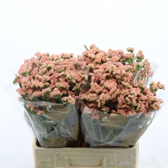 Limonium Sinuatum Peach Wings 60cm 30gr.