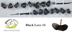 Anthurium Black Love 7cm Hd