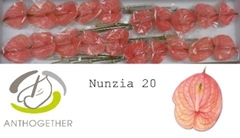 Anthurium Nunzia 9cm Hd