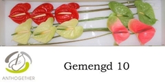 Anthurium Mix 4 Colours 15cm Hd