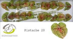 Anthurium Pistache 9cm Hd