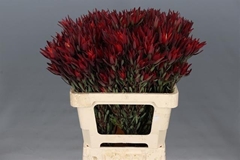 Leucadendron Salignum Blush 60cm