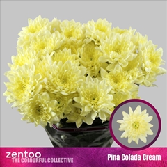 Chrysanth Spray Pina Colada Cream 70cm 105gr.