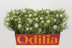 Leucadendron Galpinii Ayoba Silver Pearl 40cm