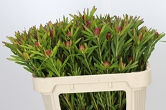 Leucadendron Ayoba Cherry Pearl 70cm Spray